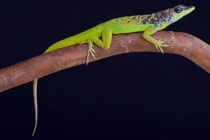 Framed Print : Barbados Anole (Anolis extremes) Framed Print : Barbados Anole (Anolis extremes)