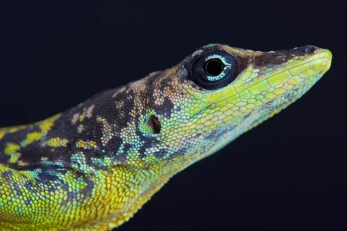 Framed Print : Barbados Anole (Anolis extremus) Framed Print : Barbados Anole (Anolis extremus)