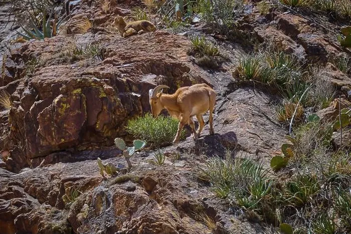 Framed Print : Barbary Sheep in Big Bend National Park Texas Framed Print : Barbary Sheep in Big Bend National Park Texas