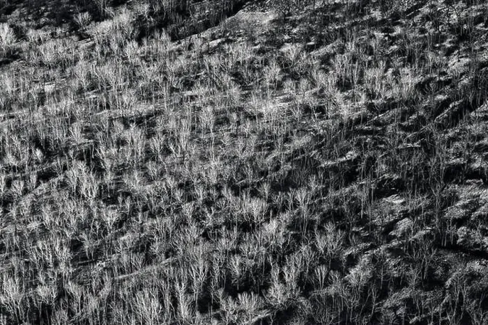 Framed Print : Bare trees in a wintry landscape. Aerial view of leafless trees. BW black and white image Framed Print : Bare trees in a wintry landscape. Aerial view of leafless trees. BW black and white image