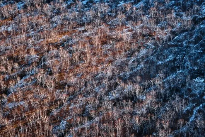 Framed Print : Bare trees in a wintry landscape. Aerial view of leafless trees Framed Print : Bare trees in a wintry landscape. Aerial view of leafless trees
