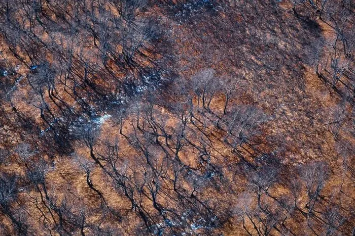 Framed Print : Bare trees in a wintry landscape. Aerial view of leafless trees. Kamchatka, Russia Framed Print : Bare trees in a wintry landscape. Aerial view of leafless trees. Kamchatka, Russia