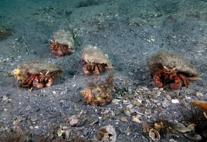 Framed Print : Bareye Hermit Crab (Dardanus fucosus) in Florida, USA Framed Print : Bareye Hermit Crab (Dardanus fucosus) in Florida, USA