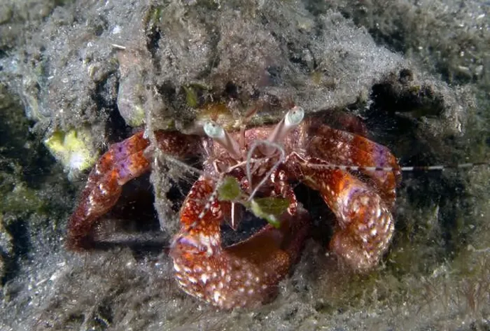 Framed Print : Bareye Hermit Crab (Dardanus fucosus) in Florida, USA Framed Print : Bareye Hermit Crab (Dardanus fucosus) in Florida, USA