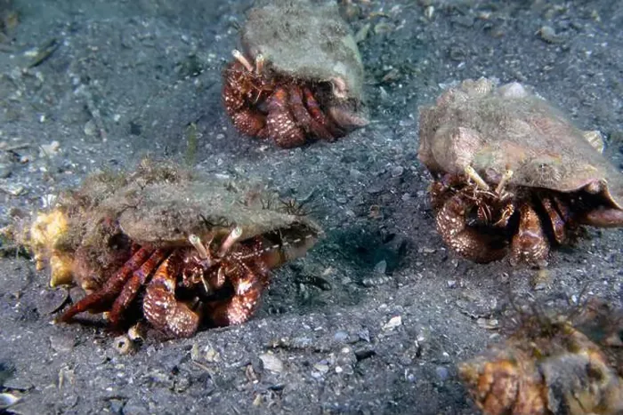 Framed Print : Bareye Hermit Crab (Dardanus fucosus) in Florida, USA Framed Print : Bareye Hermit Crab (Dardanus fucosus) in Florida, USA