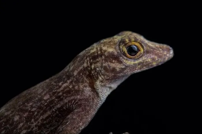 Framed Print : Bark anole (Ctenonotus distichus distichus ) Framed Print : Bark anole (Ctenonotus distichus distichus )