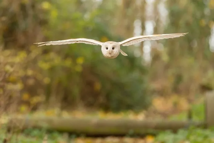 Framed Print : Barn owl (Tyto alba) in flight in woodland, UK Framed Print : Barn owl (Tyto alba) in flight in woodland, UK