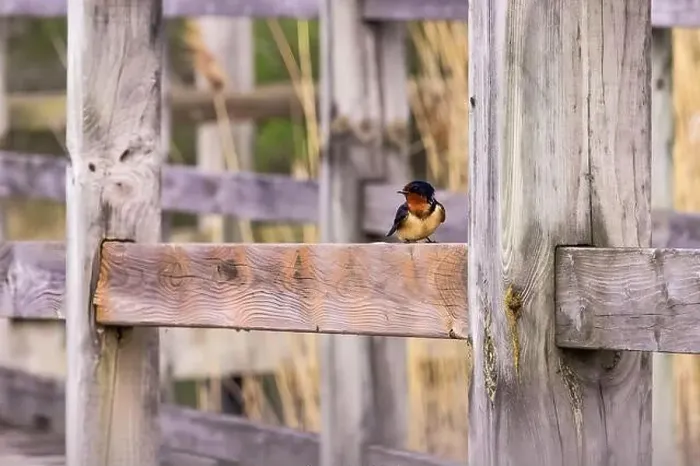 Framed Print : Barn Swallow Resting on Wooden Fence Framed Print : Barn Swallow Resting on Wooden Fence
