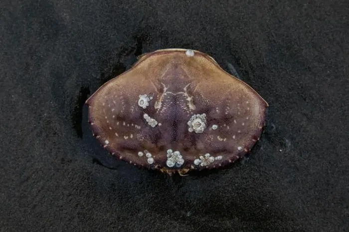 Framed Print : Barnacle-covered crab shell rests on wet, dark sand on Ocean Beach Framed Print : Barnacle-covered crab shell rests on wet, dark sand on Ocean Beach