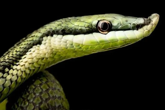 Framed Print : Baron's green racer (Philodryas baroni)