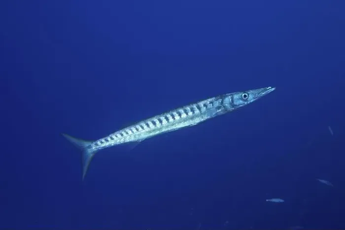 Framed Print : A barracuda (Sphyraena viridensis) swimming in clear blue water Framed Print : A barracuda (Sphyraena viridensis) swimming in clear blue water