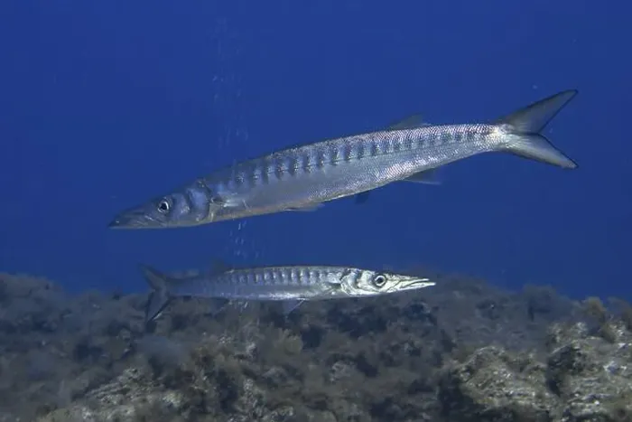 Framed Print : Two barracudas (Sphyraena viridensis) swimming side by side in the sea Framed Print : Two barracudas (Sphyraena viridensis) swimming side by side in the sea