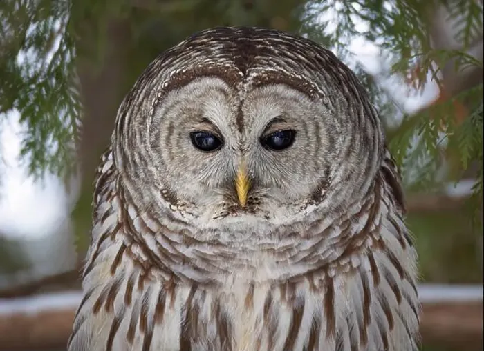 Framed Print : Barred owl closeup perched on a branch in winter in Canada Framed Print : Barred owl closeup perched on a branch in winter in Canada
