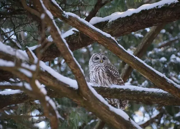 Framed Print : A Barred Owl is perched on a pine tree branch covered in snow Framed Print : A Barred Owl is perched on a pine tree branch covered in snow