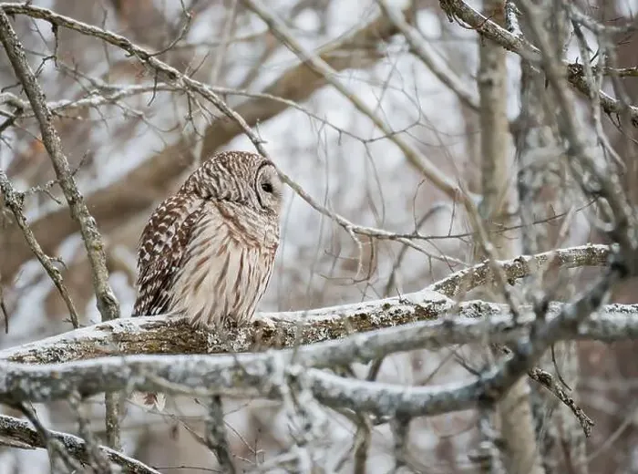 Framed Print : Barred owl perched on snowy tree branch on a winter day Framed Print : Barred owl perched on snowy tree branch on a winter day