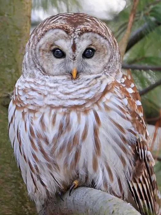 Framed Print : Barred Owl portrait on a tree branch with green background, Quebec, Canada Framed Print : Barred Owl portrait on a tree branch with green background, Quebec, Canada