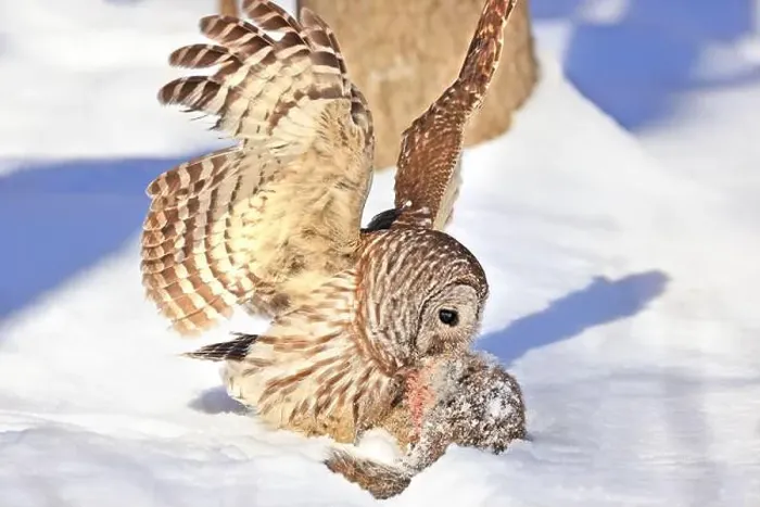 Framed Print : Barred owl with its prey in the snow, Quebec, Canada Framed Print : Barred owl with its prey in the snow, Quebec, Canada
