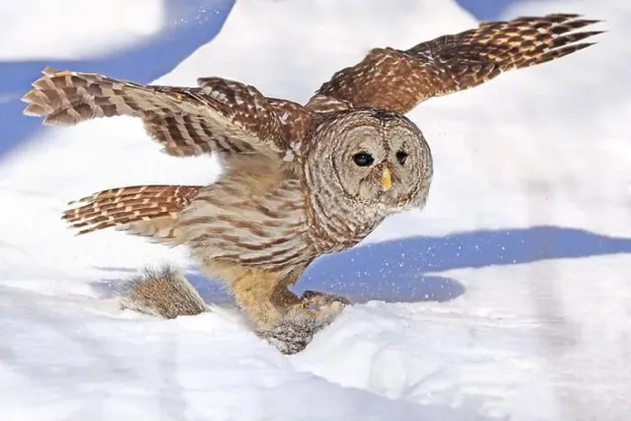 Framed Print : Barred owl with its prey in the snow, Quebec, Canada Framed Print : Barred owl with its prey in the snow, Quebec, Canada