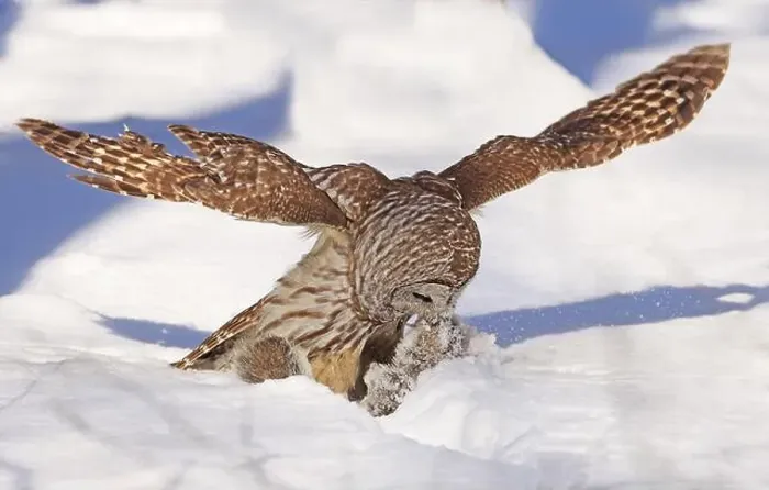 Framed Print : Barred owl with its prey in the snow, Quebec, Canada Framed Print : Barred owl with its prey in the snow, Quebec, Canada