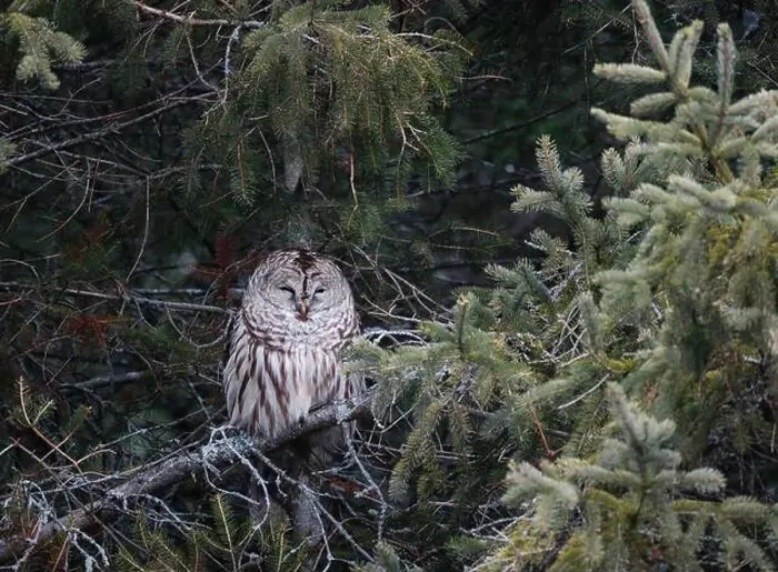 Framed Print : Barred owl resting in branches of evergreen tree on winter day Framed Print : Barred owl resting in branches of evergreen tree on winter day