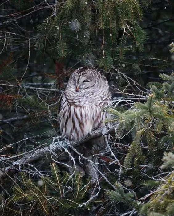 Framed Print : Barred owl resting in branches of evergreen tree on winter day Framed Print : Barred owl resting in branches of evergreen tree on winter day