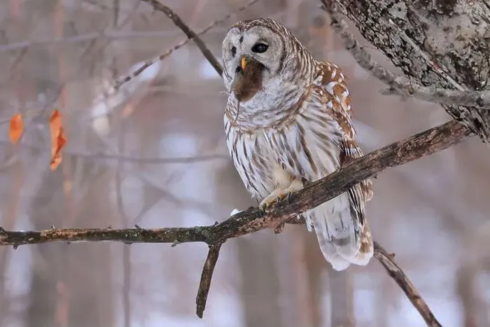 Framed Print : Barred Owl standing on a tree branch in the forest holding and eating his prey, Quebec, Canada Framed Print : Barred Owl standing on a tree branch in the forest holding and eating his prey, Quebec, Canada