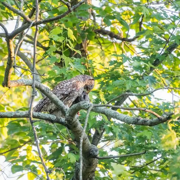 Framed Print : A Barred owl (Strix varia) feeding its owlet. Chesapeake and Ohio Canal National Historical Park. Maryland. USA Framed Print : A Barred owl (Strix varia) feeding its owlet. Chesapeake and Ohio Canal National Historical Park. Maryland. USA