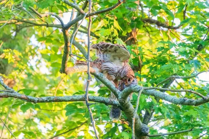 Framed Print : A Barred Owl (Strix varia) feeds her owlet a fish. Chesapeake and Ohio Canal National Historical Park. Maryland. USA Framed Print : A Barred Owl (Strix varia) feeds her owlet a fish. Chesapeake and Ohio Canal National Historical Park. Maryland. USA