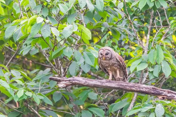 Framed Print : A Barred owl (Strix varia) looking for prey. Chesapeake and Ohio Canal National Historical Park. Maryland. USA Framed Print : A Barred owl (Strix varia) looking for prey. Chesapeake and Ohio Canal National Historical Park. Maryland. USA