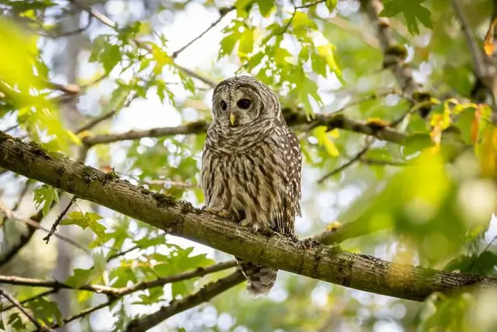 Framed Print : A barred owl Strix varia looks for prey while pearched on a branch in British Columbia Canada Framed Print : A barred owl Strix varia looks for prey while pearched on a branch in British Columbia Canada