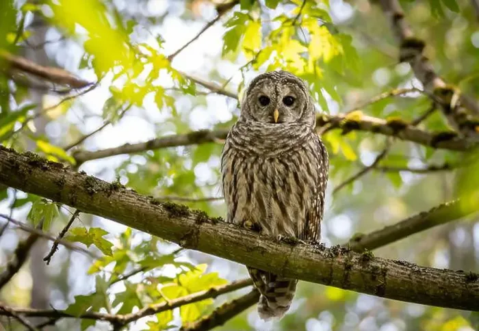 Framed Print : A barred owl Strix varia looks for prey while pearched on a branch in British Columbia Canada Framed Print : A barred owl Strix varia looks for prey while pearched on a branch in British Columbia Canada