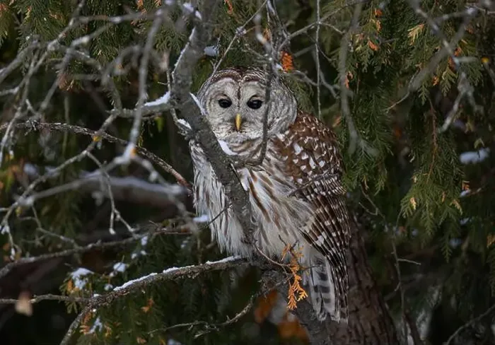 Framed Print : A Barred owl (Strix varia) perched in a cedar tree in the winter forest in Canada Framed Print : A Barred owl (Strix varia) perched in a cedar tree in the winter forest in Canada