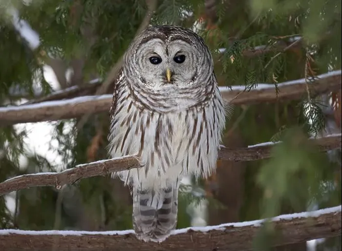 Framed Print : A Barred owl (Strix varia) perched in a cedar tree in the winter forest in Canada Framed Print : A Barred owl (Strix varia) perched in a cedar tree in the winter forest in Canada