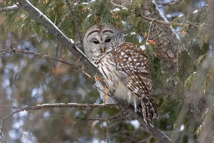 Framed Print : A Barred owl (Strix varia) perched in a cedar tree in the winter forest in Canada Framed Print : A Barred owl (Strix varia) perched in a cedar tree in the winter forest in Canada