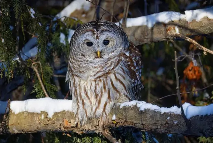 Framed Print : A Barred owl (Strix varia) perched in a tree in the winter forest in Canada Framed Print : A Barred owl (Strix varia) perched in a tree in the winter forest in Canada
