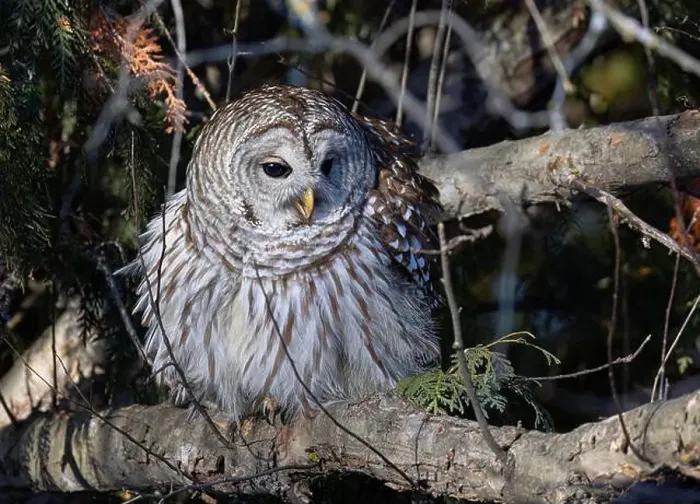 Framed Print : A Barred owl (Strix varia) perched in a tree in the winter forest in Canada Framed Print : A Barred owl (Strix varia) perched in a tree in the winter forest in Canada