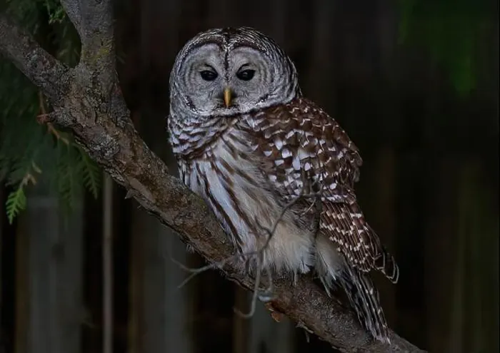 Framed Print : A Barred owl (Strix varia) perched in a tree in the winter forest in Canada Framed Print : A Barred owl (Strix varia) perched in a tree in the winter forest in Canada