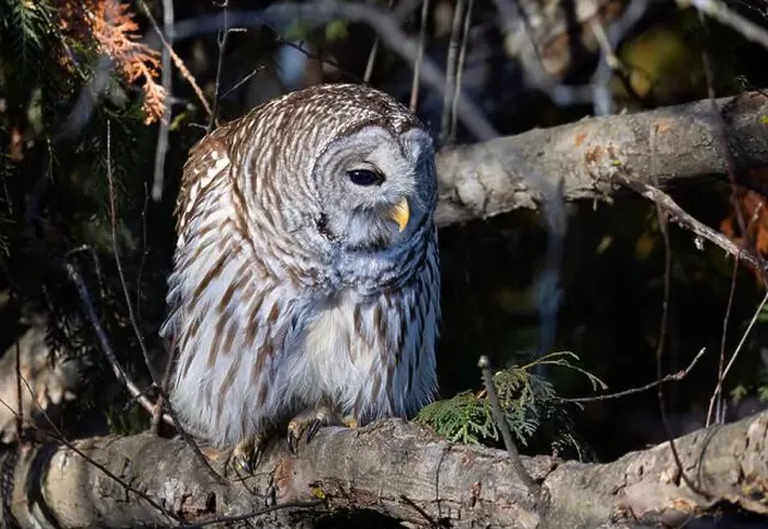 Framed Print : A Barred owl (Strix varia) perched in a tree in the winter forest in Canada Framed Print : A Barred owl (Strix varia) perched in a tree in the winter forest in Canada