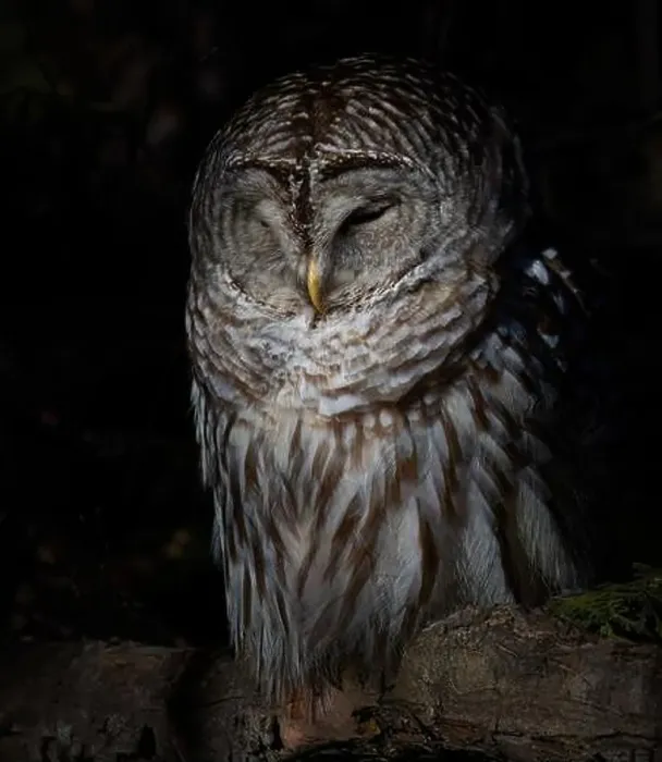 Framed Print : A Barred owl (Strix varia) perched in a tree in the winter forest in Canada Framed Print : A Barred owl (Strix varia) perched in a tree in the winter forest in Canada