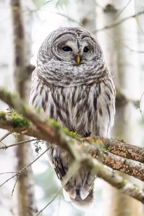 Framed Print : Barred owl (Strix varia) - Swan Lake Christmas Hill Nature Sanctuary - Victoria Framed Print : Barred owl (Strix varia) - Swan Lake Christmas Hill Nature Sanctuary - Victoria