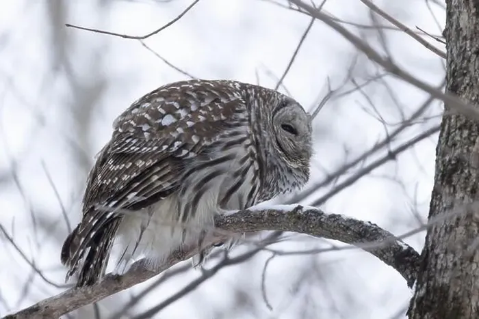 Framed Print : barred owl (Strix varia) in winter Framed Print : barred owl (Strix varia) in winter