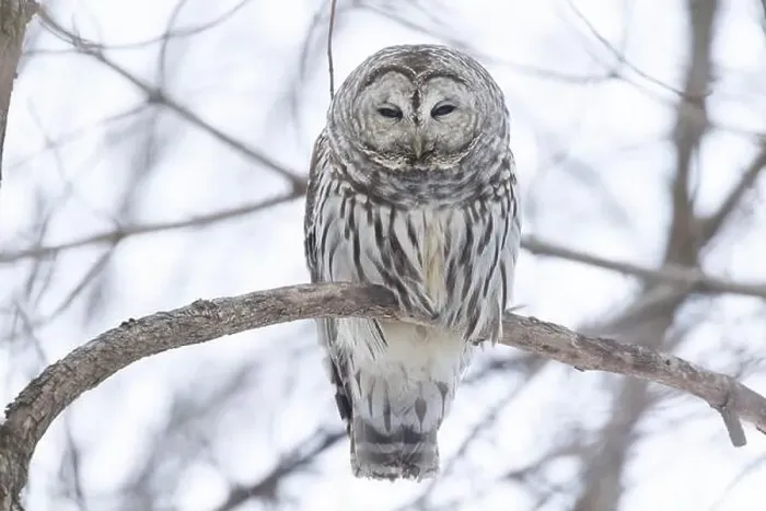 Framed Print : barred owl (Strix varia) in winter Framed Print : barred owl (Strix varia) in winter