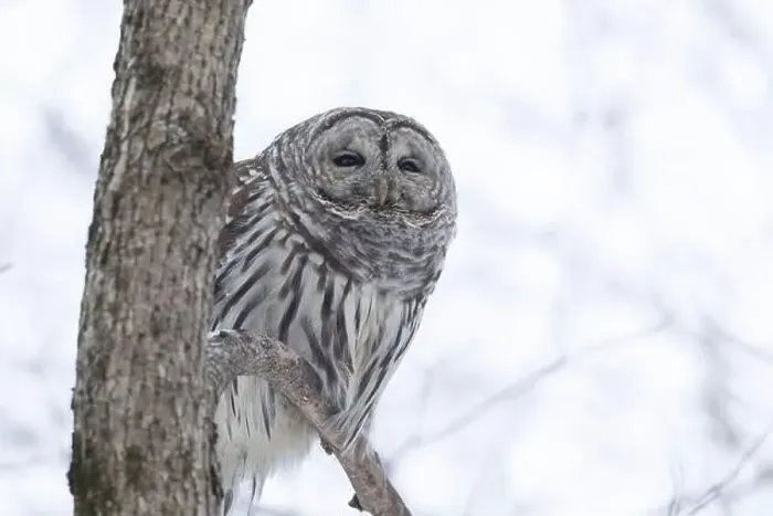 Framed Print : barred owl (Strix varia) in winter Framed Print : barred owl (Strix varia) in winter