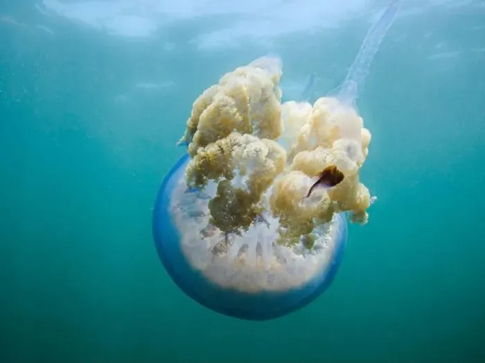 Framed Print : Barrel Jellyfish (Rhizostoma pulmo) swimming underwater