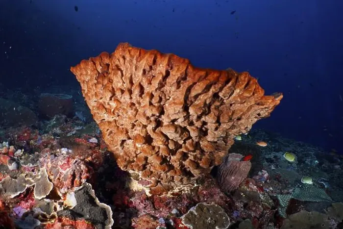 Framed Print : Barrel sponge, barrel sponge (Xestospongia testudinaria) in clear blue water Framed Print : Barrel sponge, barrel sponge (Xestospongia testudinaria) in clear blue water