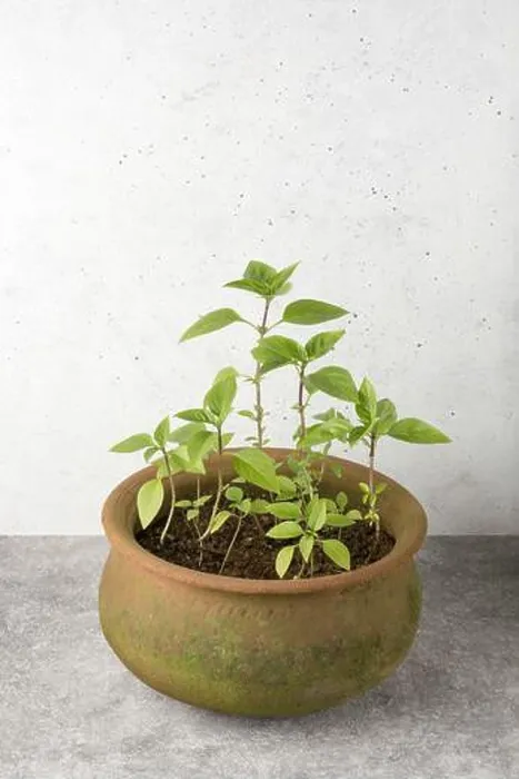 Framed Print : basil plants seedlings in a clay pot, growing healthy culinary herb, home gardening concept with copy space Framed Print : basil plants seedlings in a clay pot, growing healthy culinary herb, home gardening concept with copy space