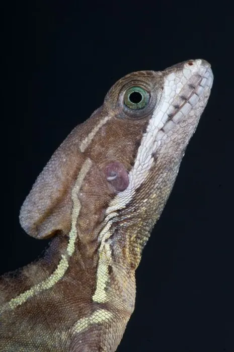 Framed Print : Basilisk / Basiliscus basiliscus Framed Print : Basilisk / Basiliscus basiliscus