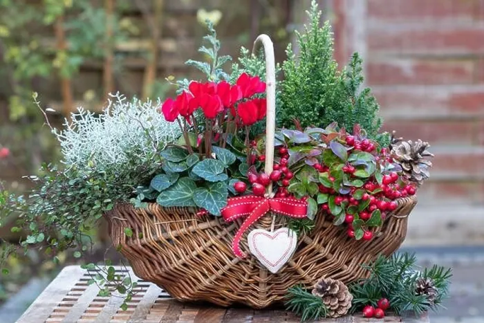 Framed Print : basket with red cyclamen, gaulteria, coniferous and cushion bush as winter garden decoration Framed Print : basket with red cyclamen, gaulteria, coniferous and cushion bush as winter garden decoration
