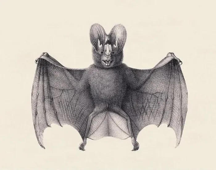 Framed Print : Bat illustration. Pencil sketch of a bat isolated on an aged beige background Framed Print : Bat illustration. Pencil sketch of a bat isolated on an aged beige background