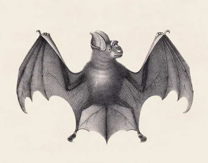 Framed Print : Bat illustration. Pencil sketch of a bat isolated on an aged beige background Framed Print : Bat illustration. Pencil sketch of a bat isolated on an aged beige background